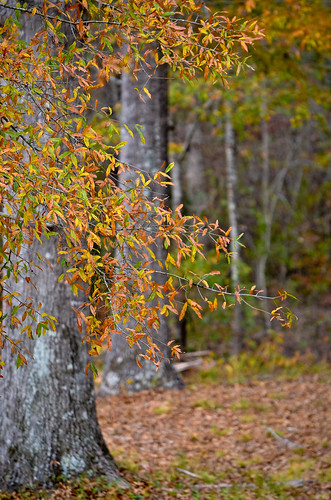 tree fall leaves