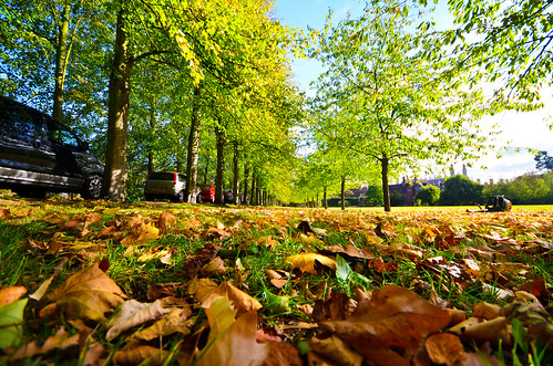 autumn trees green grass leaves nikon low wideangle row explore 1020mm explored d5100 13102011