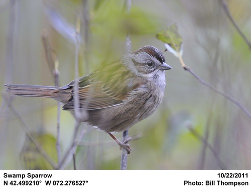 birds ma adult quabbinreservoir nonbreedingplumage swampsparrow melospizageorgiana