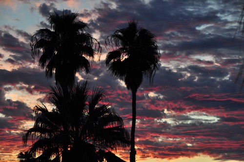 sunrise palmsprings palm