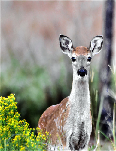 outdoors florida deer fawn panamacitybeach standrewsstatepark specanimal floridastateparks nikond3100 nikkor70300afsvrlens