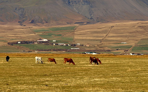 autumn landscape countryside iceland cows farm agriculture grazing fljótshlíð sveit kýr