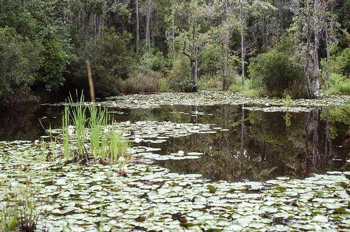 sc water pond quiet waterlily lily georgetown frogs critters splash botany biology snakes yawkey nymphaea wetland plop catisland wasserrosen