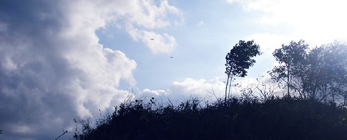luz pássaro céu nuvens árvore supershot edsonlima
