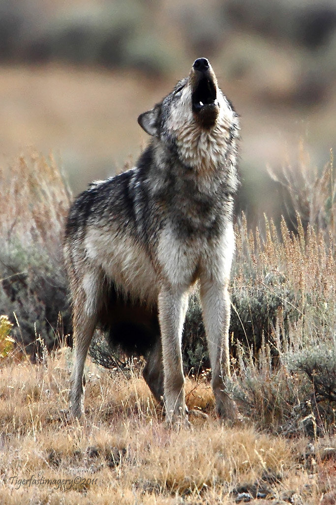 Canis lupus 101: #Wolf of the Day