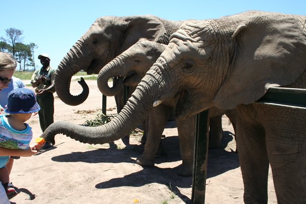 Knysna Elephant Park 1