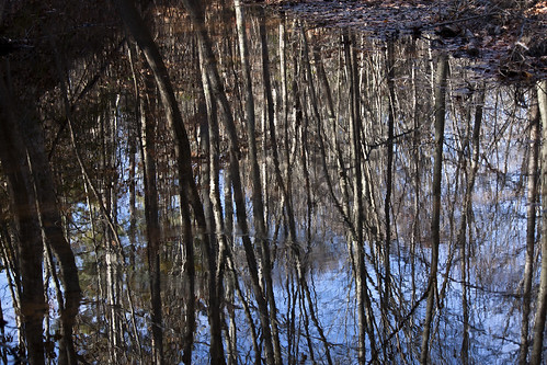 trees shadow reflection tree water pier leaf hole heart line organic shape cy lighty challengeyouwinner gilbertrunpark