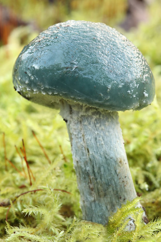 uk macro mushroom woodland geotagged swindon fungi fungus toadstool wiltshire agaricales strophariaceae strophariaaeruginosa strophariacaerulea ef100mmf28lisusmmacro geo:lat=5160496259645392 geo:lon=17484050846558148