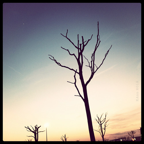 trees italy dead 4 valley 365 iphone instagram