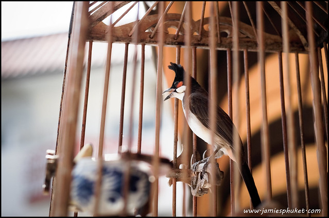Songbird in a cage, Phuket, Thailand