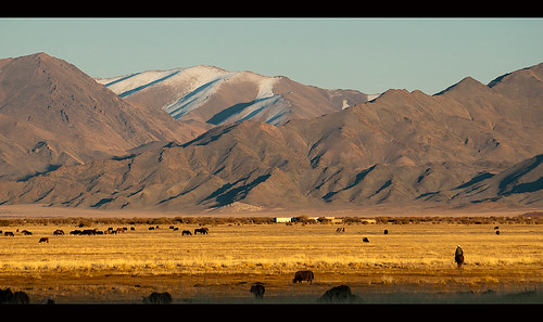 ranch travel west nature asian asia cattle mongolia destination oriental orient range kazakh grasslands steppe mongolian altai bayanulgii worldlocations bayanolgii bayanölgii