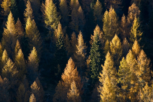 alberi forest landscape autunno paesaggio bosco moline d80 larici altipianodiasiago
