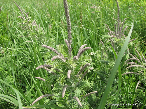 flower wildflower amorphacanescens leadplant virginiail rexroatprairie