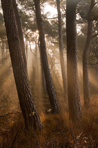autumn netherlands sunrise dawn bomen herfst natuur boom bos ven overijssel ochtend tegenlicht steenwijk zonsopkomst deeese