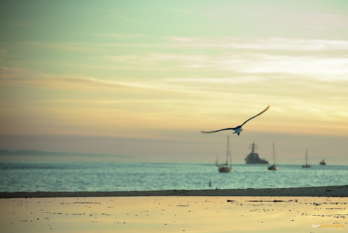 california sunset usa bird beach santabarbara freedom fly cyan free glide ziyanzhang