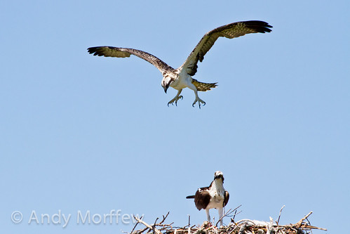flying nest florida osprey marcoisland fledging tigertailbeach andymorffew morffew