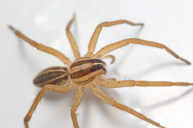 Zoridae Spider 