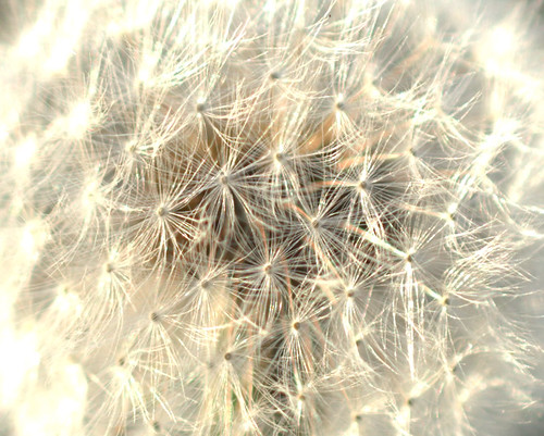 fall closeup fuzzy danilion dpsnature