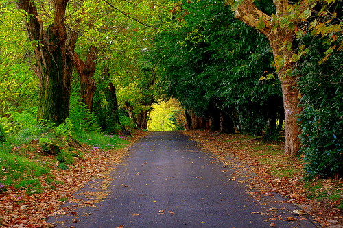strada sentiero autunno bosco genazzano