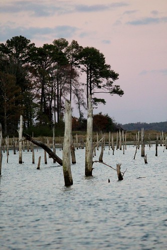 sunset lake landscape texas tx stumps