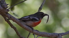 Female Scarlet Robin With Prey