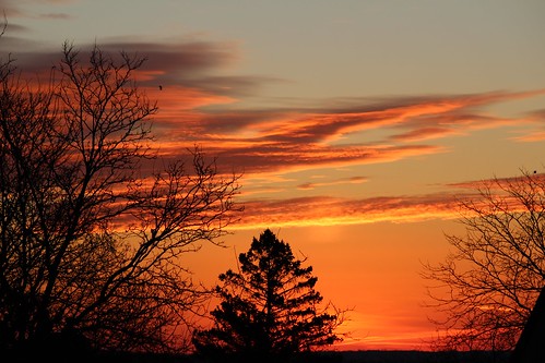 trees orange silhouette clouds sunrise