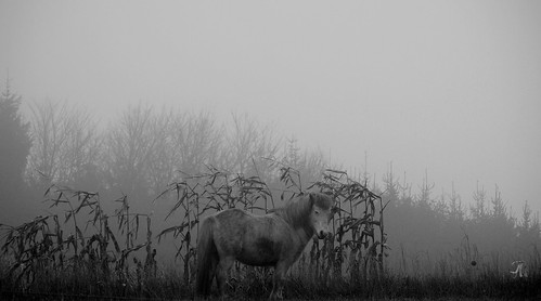 winter horse mist fog landscape denmark grey olympus pony monocrome e510