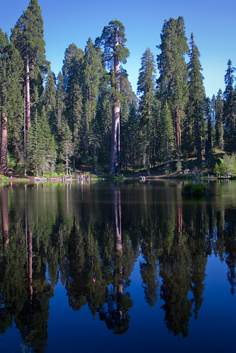 trees lake reflection sequoia