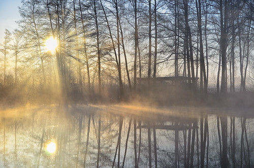 morning trees light mist lake reflection nature fog germany deutschland march spring europe mood brandenburg dietrichbojko