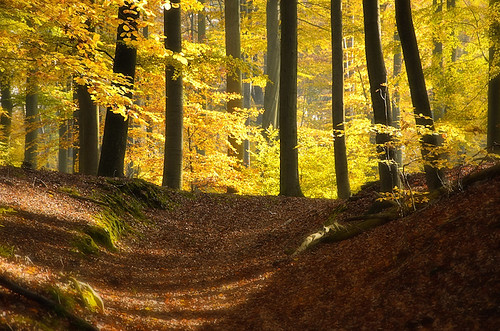 morning autumn trees light nature forest path wald morgen brandenburg buchen beechforest dietrichbojko dietrichbojkophotographie