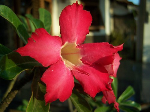 morning red flower nature beautiful sunrise kodak weekend merah jepang kamboja adenium z650 kambojajepang