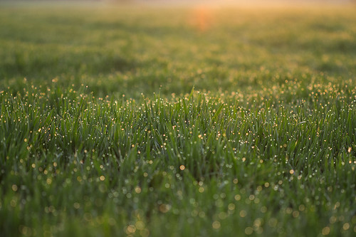 morning orange sunlight green nature water grass closeup drops glare fresh dew flare fields 100mmf28macro