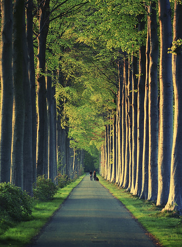 trees light sunset shadow people green nature leaves walking golden lane 100mmf28macro featuredonadidapcom