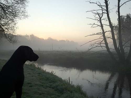 morning dog sunrise flickr