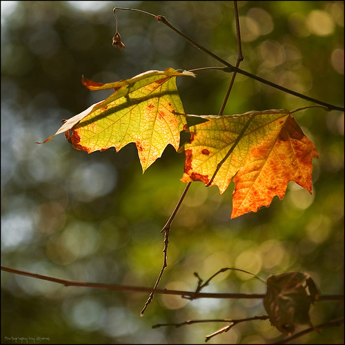 naturaleza nature geotagged golden natura olympus otoño macros specialtouch quimg latardor quimgranell joaquimgranell afcastelló obresdart gettyimagesiberiaq2