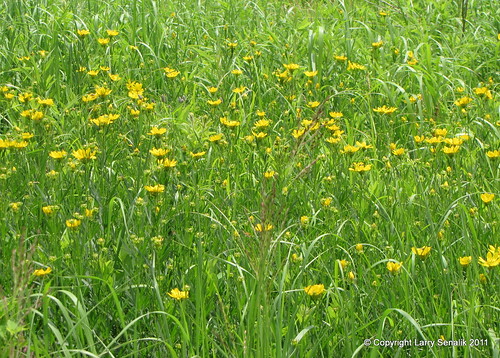 flower yellow wildflower prairiecoreopsis coreopsispalmata virginiail rexroatprairie