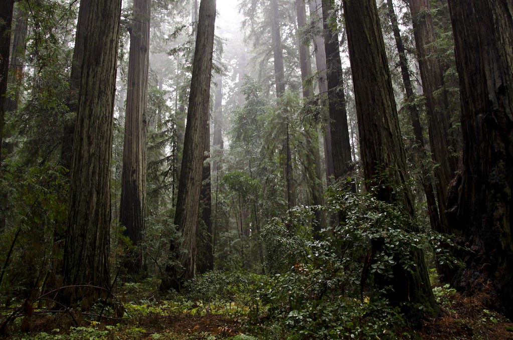 Misty Redwood grove, Hendy Woods State Park
