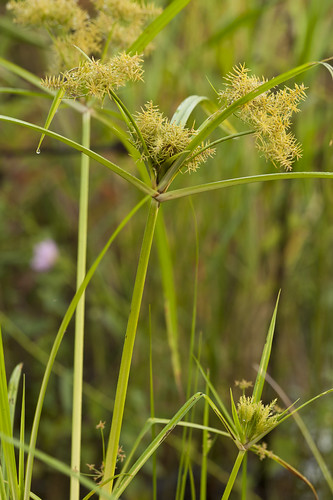 native wetland inflorescence sedge monocots cyperaceae cyperusodoratus spikelets graminoid