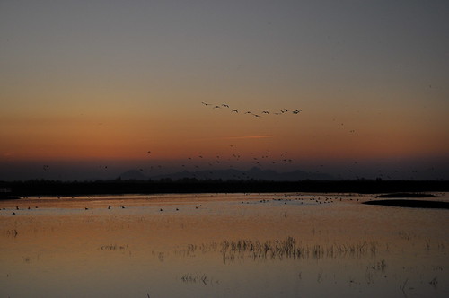 bird sunrise dawn waterfowl avian