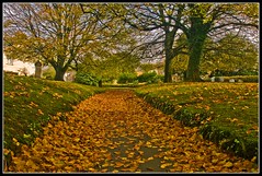 Leafy walk in Bodmin