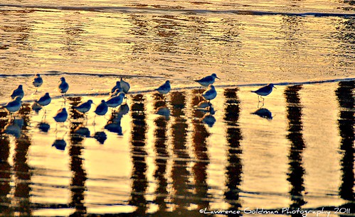 nature reflections surf venturabeach southerncalifornia sunsetlight ventura venturacounty waders shorebirds wetsand venturapier 100comments westernsnowyplovers