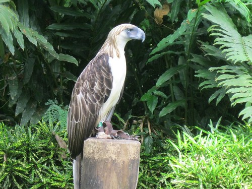 eagle philippine