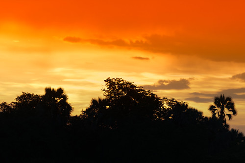 travel trees sunset sky mountains clouds contrast dusk palmtree zimbabwe zambia goldenhour zambeziriver lionfrr mygearandme zanmbezi