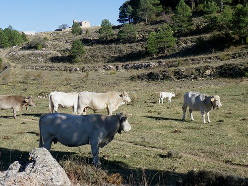 cattle agriculture livestock castellon marlis1 tinençadebenifassà coratxà