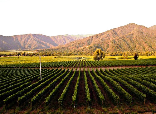 wine valle vineyards vino viñedos casablancavalley valledecasablanca
