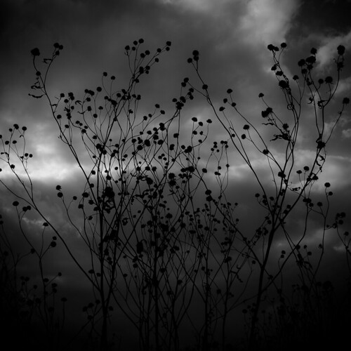 autumn light shadow blackandwhite bw monochrome silhouette clouds dark square blackwhite lowlight nikon darkness branches wetlands prairie d5000 noahbw