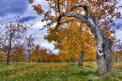 autumn trees landscape orchard agriculture hdr
