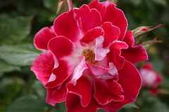 'Old Master' rose