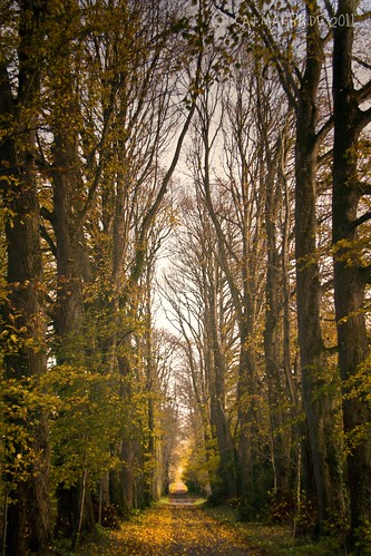 trees ireland dublin tree book 24 covers tall bookcover lime avenue bookcovers kildare lined tallaght donadea soldongetty possiblebookcovers wouldlookgoodasabookcover