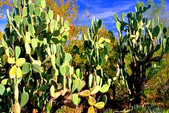 Cacti grown big